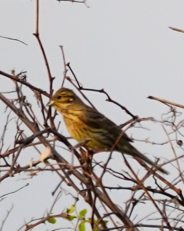 Cirl Bunting - ML645716040