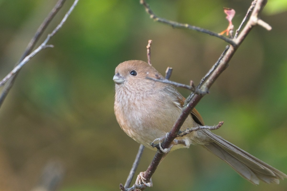 Vinous-throated Parrotbill - ML645716048