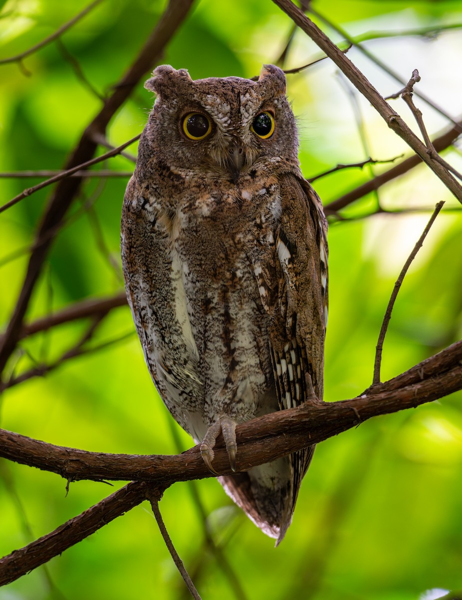 Oriental Scops-Owl - ML645716049