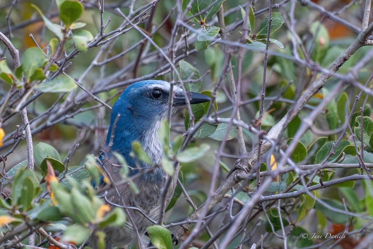 Florida Scrub-Jay - ML645716053