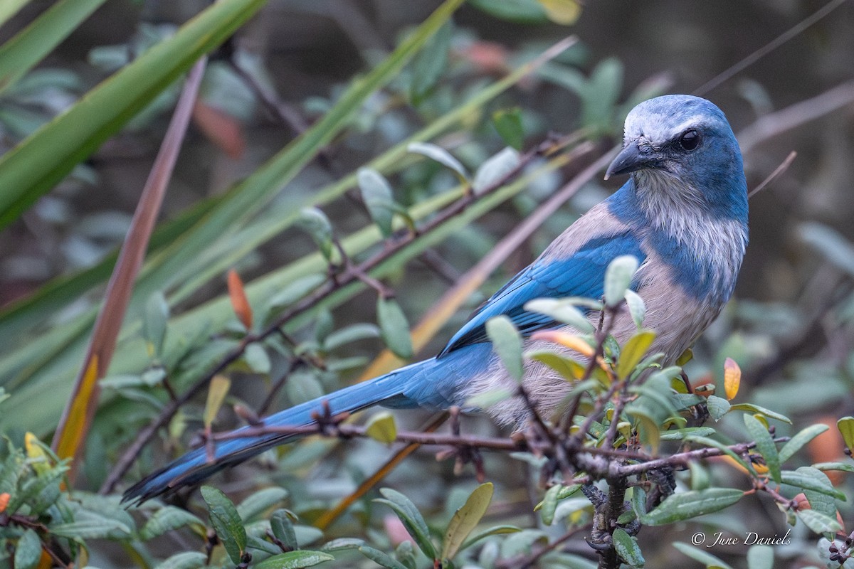 Florida Scrub-Jay - ML645716055