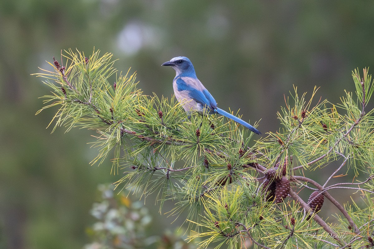 Florida Scrub-Jay - ML645716056