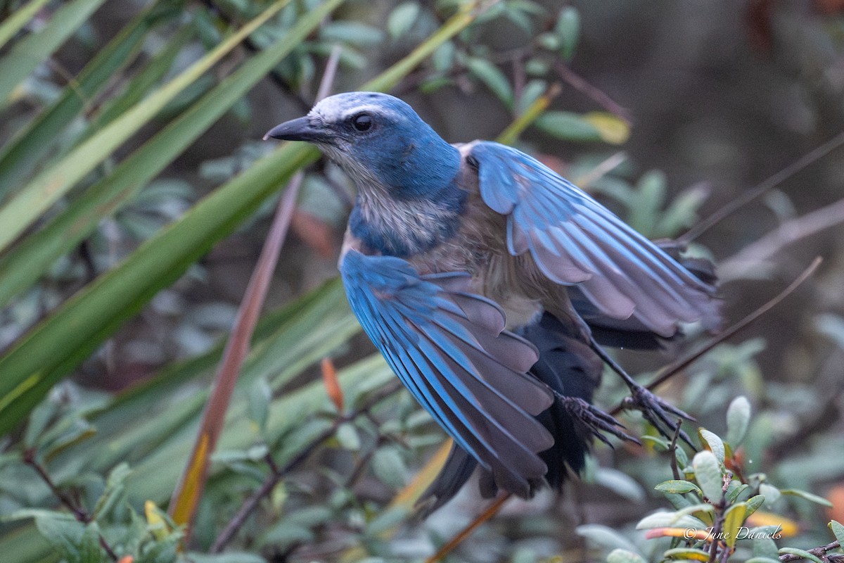 Florida Scrub-Jay - ML645716057