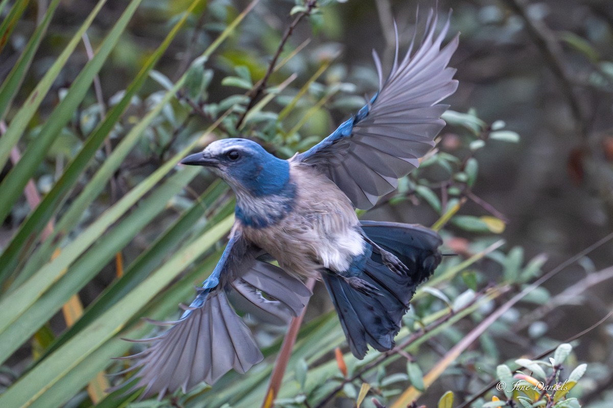 Florida Scrub-Jay - ML645716058