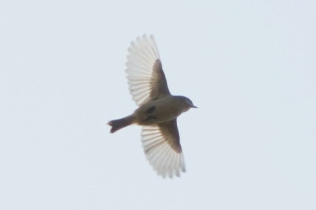 Chinese Penduline-Tit - ML645716062