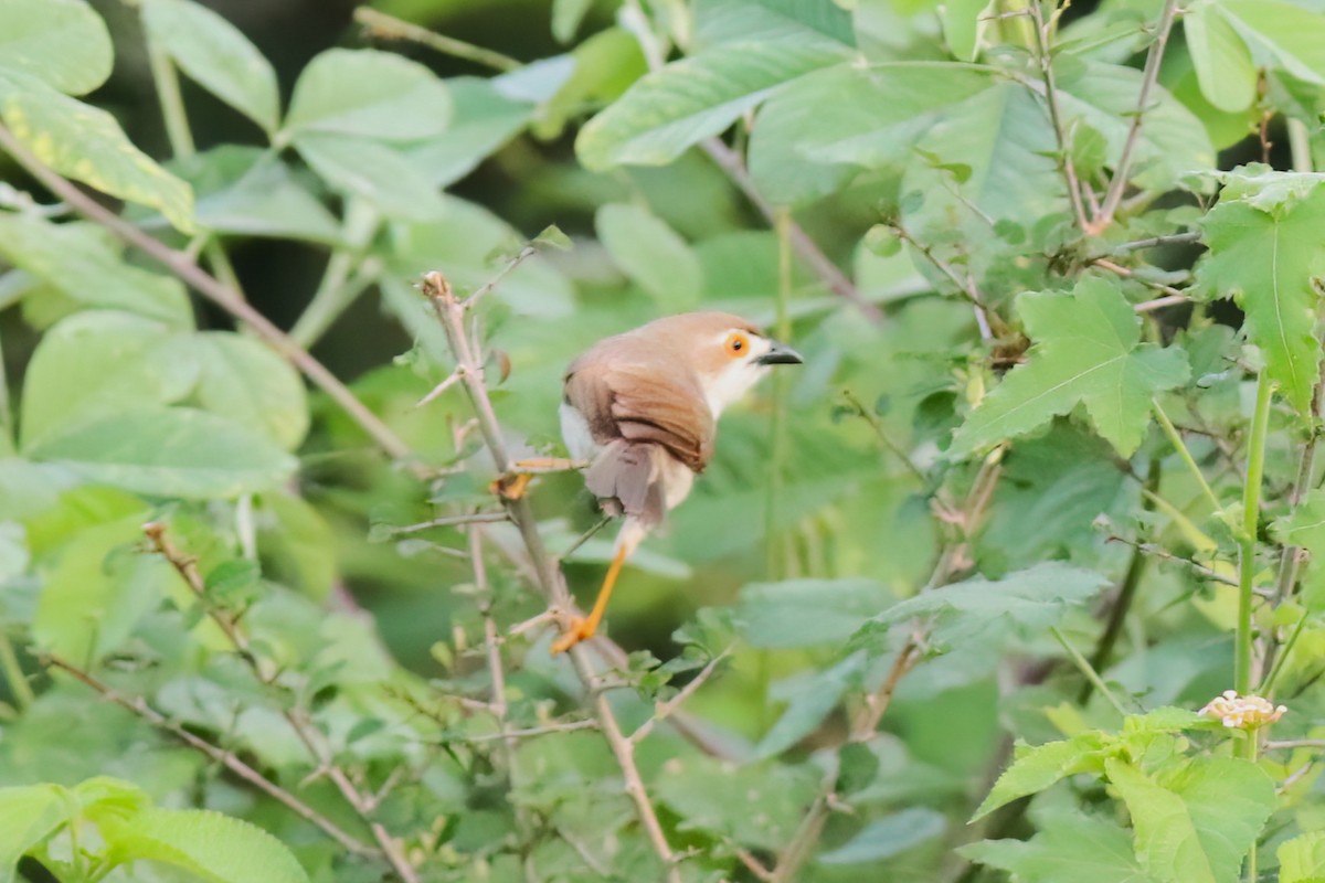 Timalí Ojigualdo - ML645716074