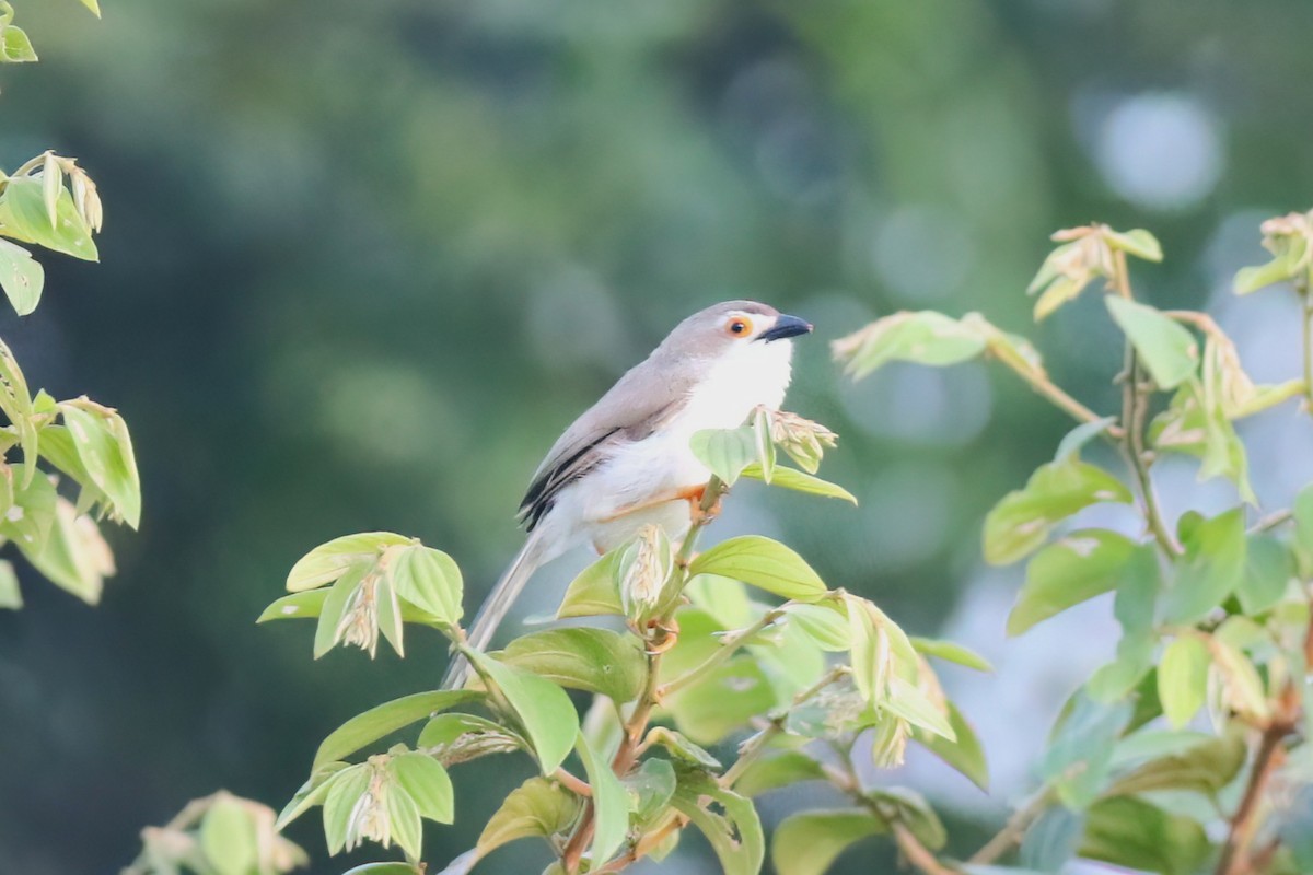Timalí Ojigualdo - ML645716075
