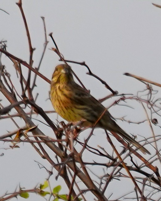 Cirl Bunting - ML645716076