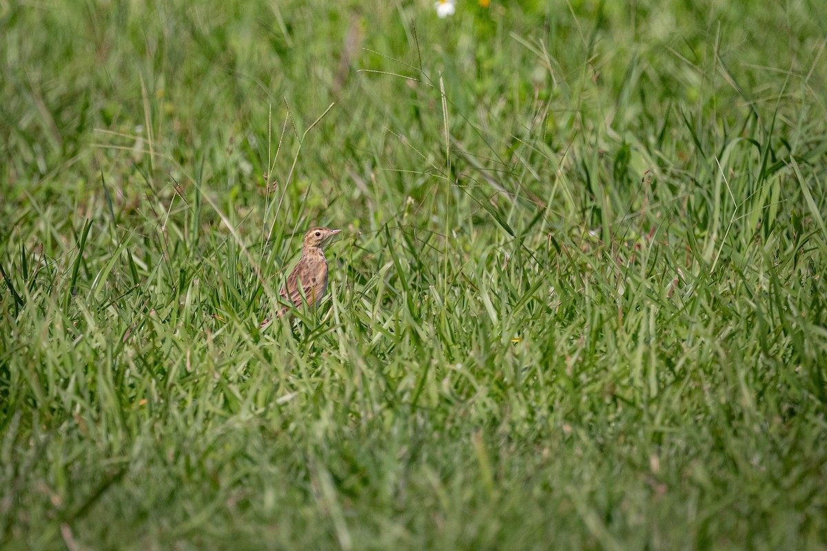 Bisbita de Richard - ML645716093