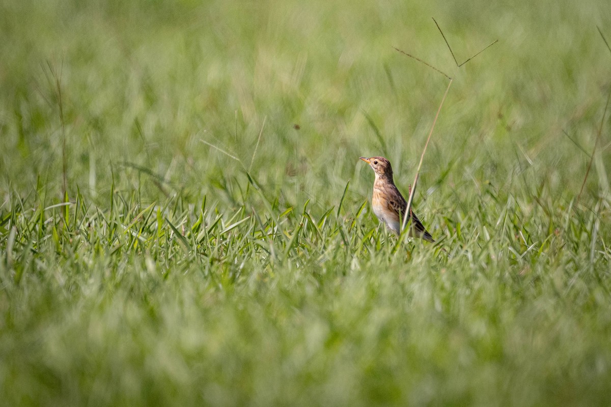 Bisbita de Richard - ML645716094