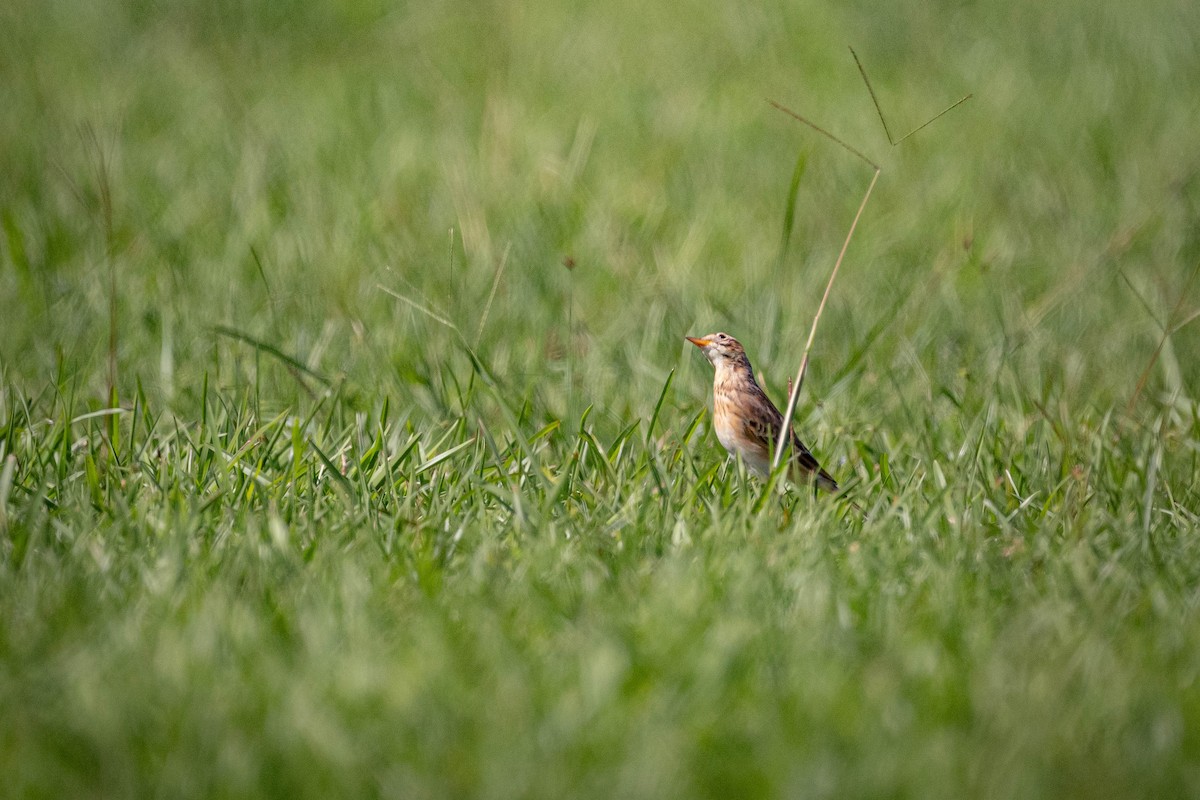 Bisbita de Richard - ML645716095