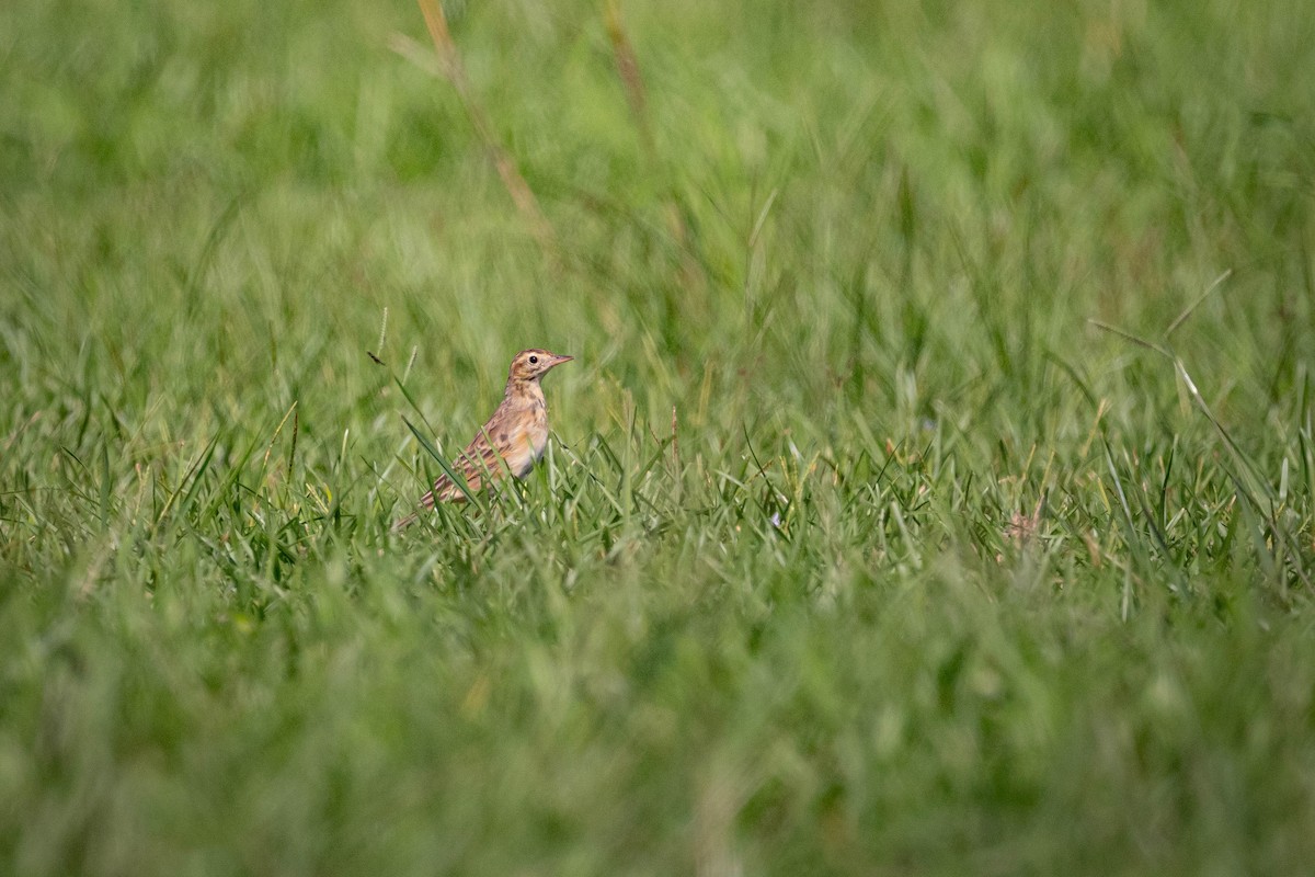 Bisbita de Richard - ML645716096