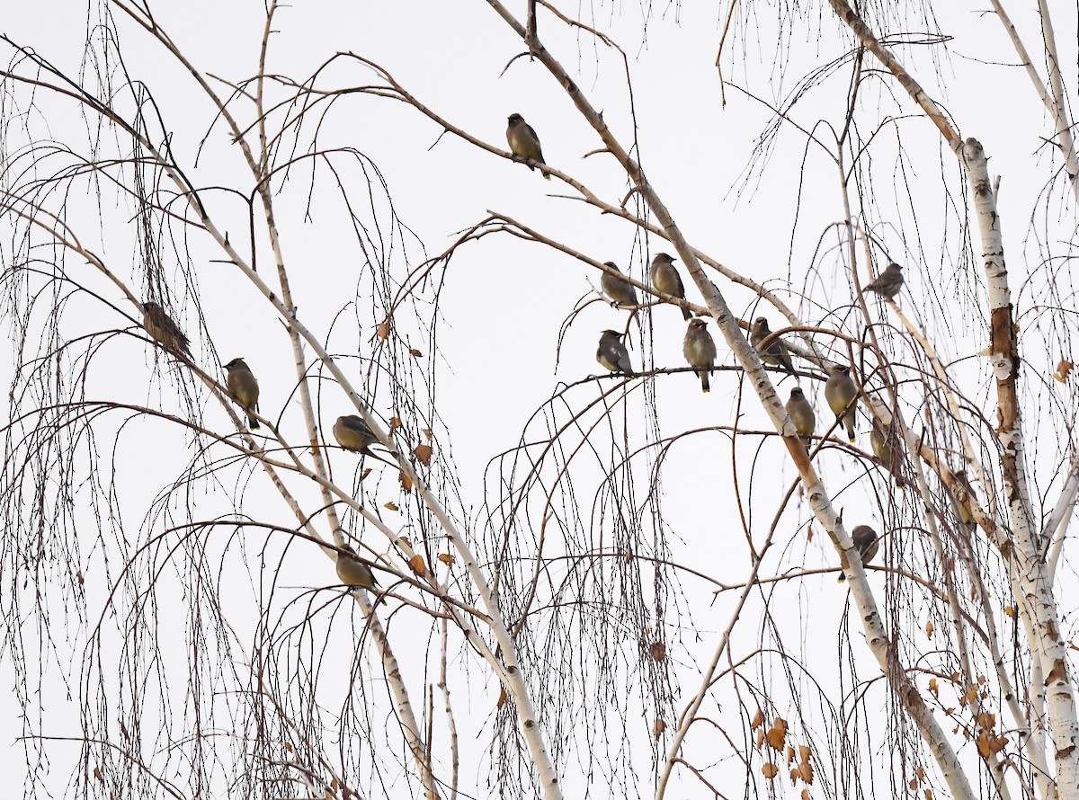 Cedar Waxwing - ML645716106