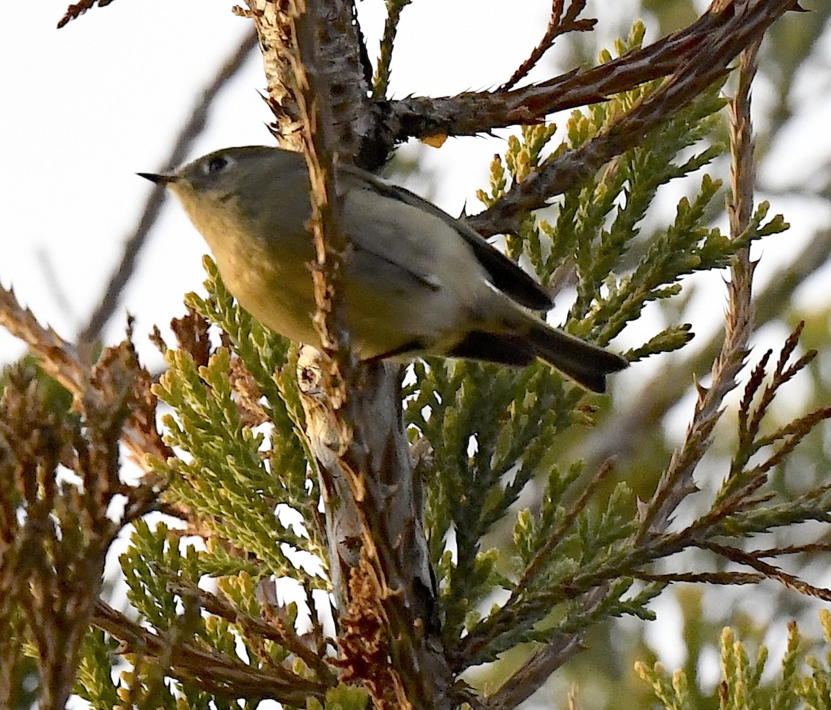 Ruby-crowned Kinglet - ML645716110