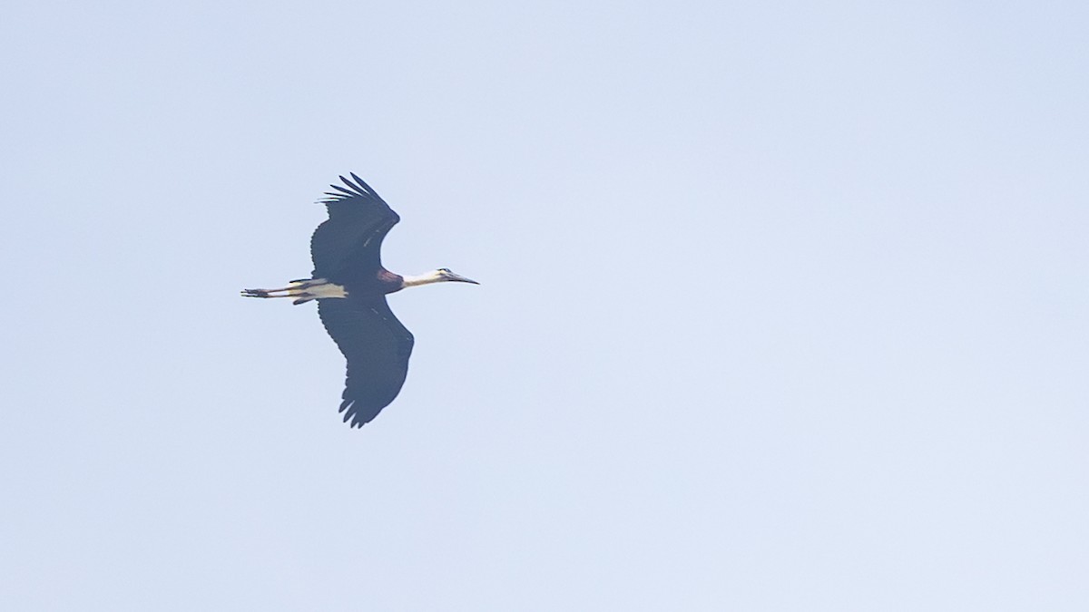 Asian Woolly-necked Stork - ML645716133