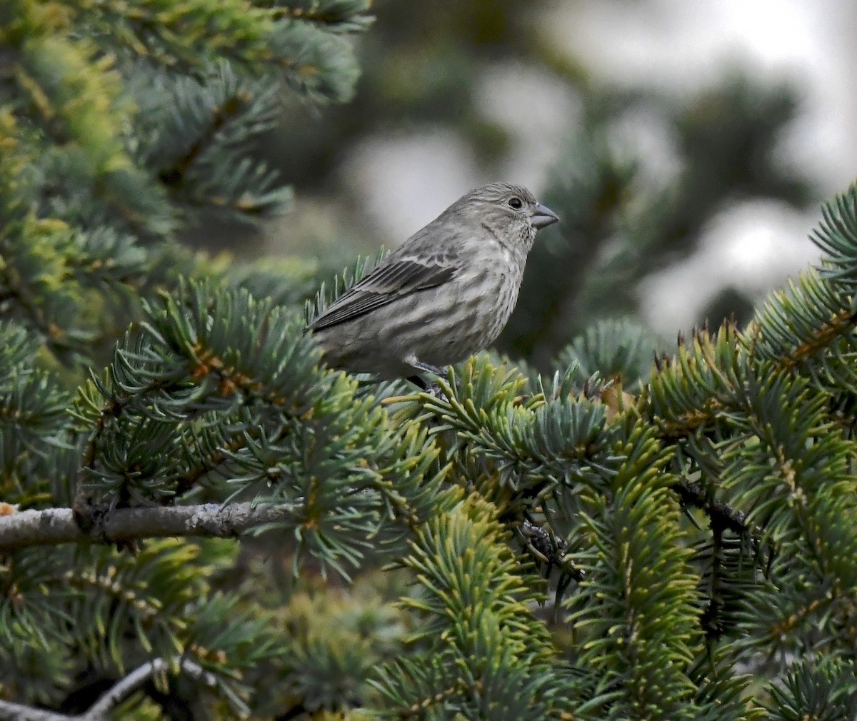 House Finch - ML645716134