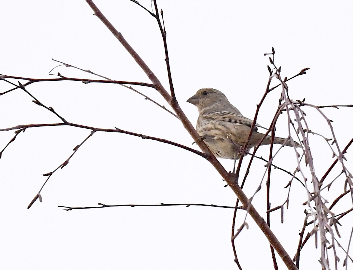 House Finch - ML645716140