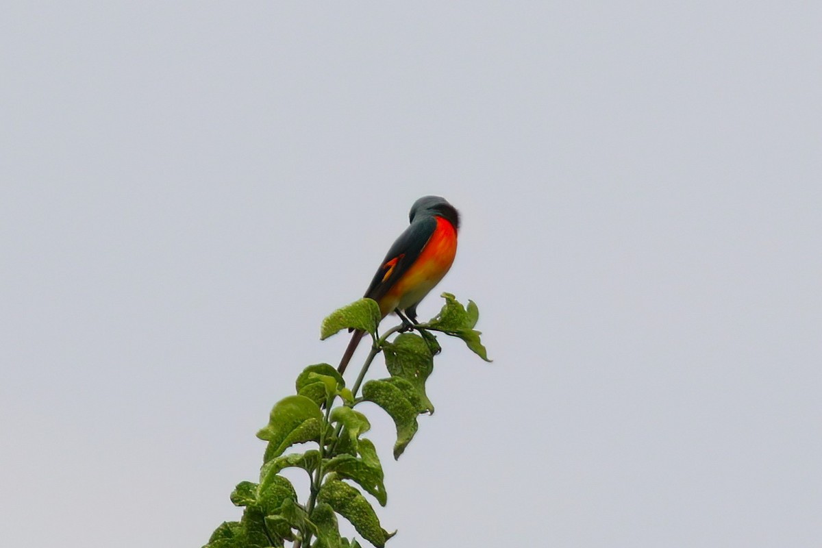 Zwergmennigvogel - ML645716141