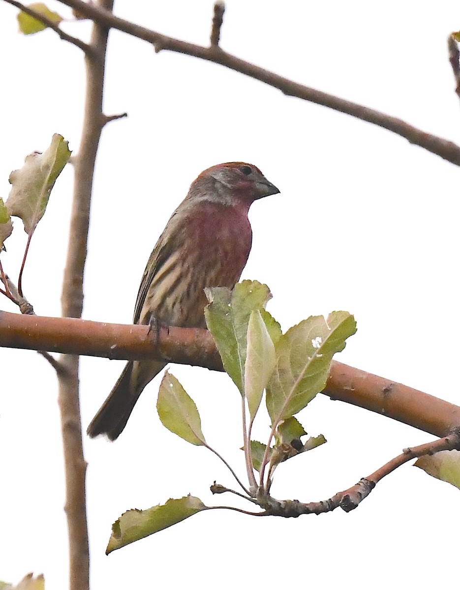 House Finch - ML645716145