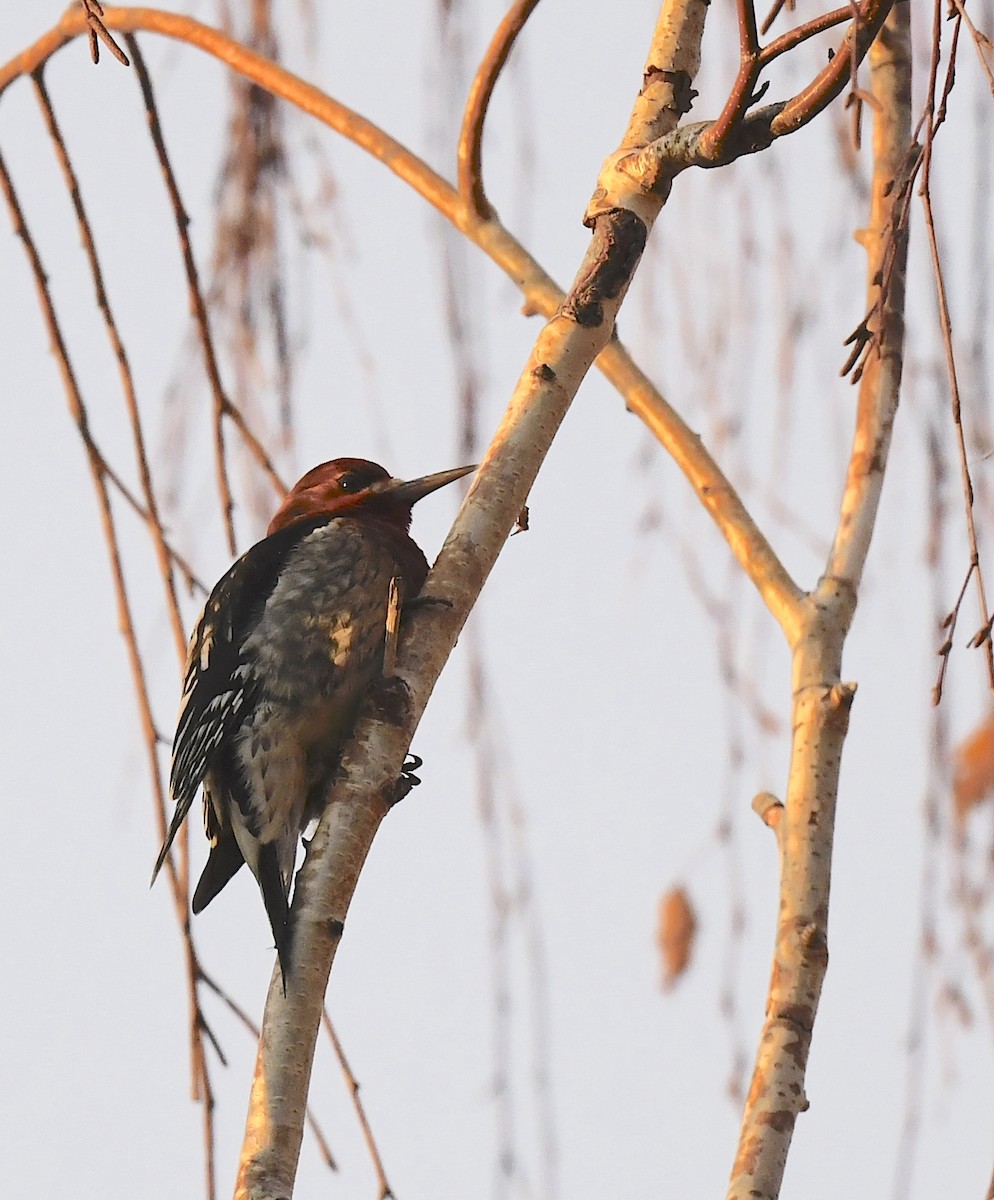 Red-breasted Sapsucker - ML645716153