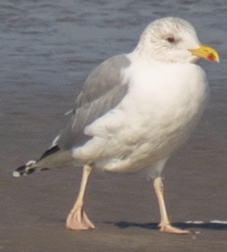 Vega Gull - ML645716163