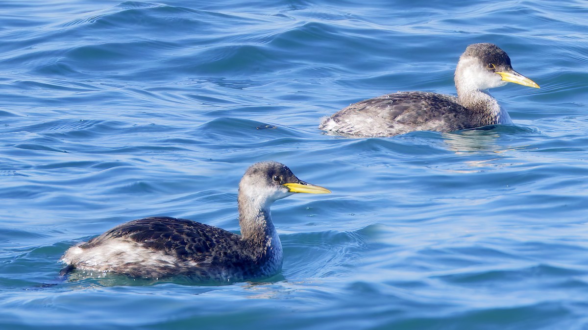 Red-necked Grebe - ML645716164