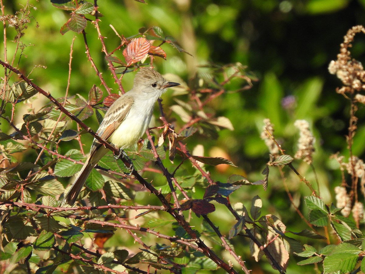 Ash-throated Flycatcher - ML645716174