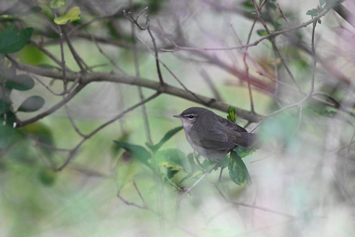 עלווית כהה - ML645716184