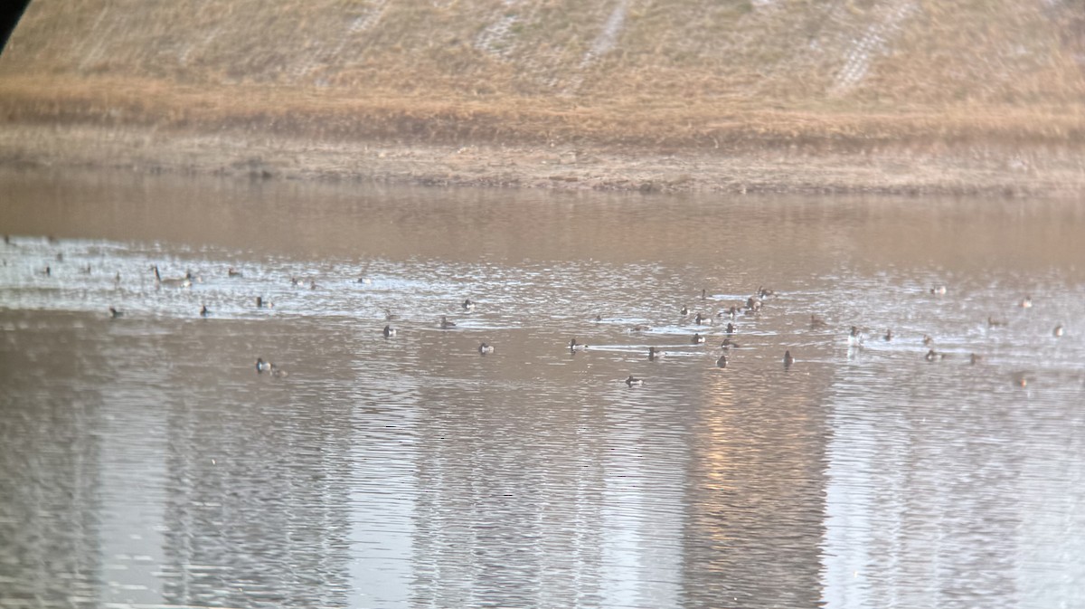 クビワキンクロ - ML645716198