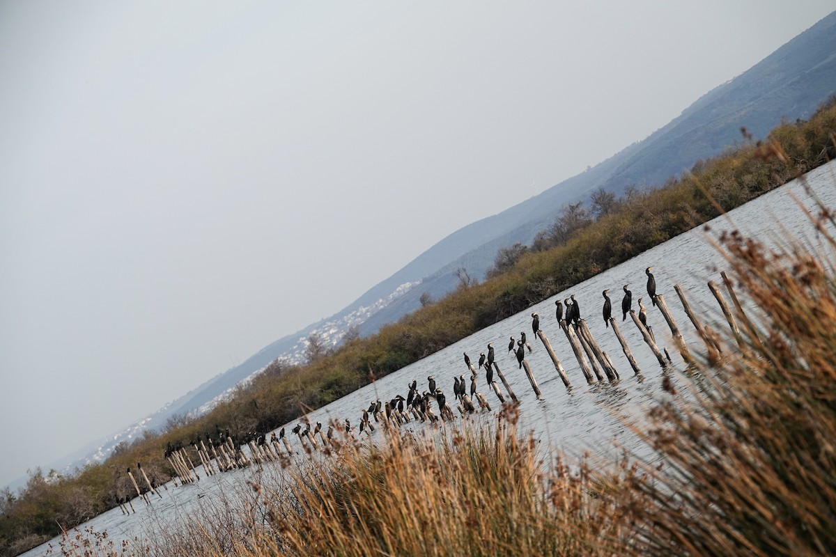 Great Cormorant - ML645716214