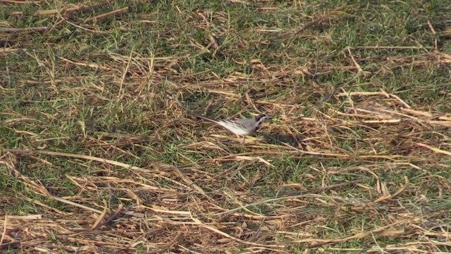 White Wagtail - ML645716216