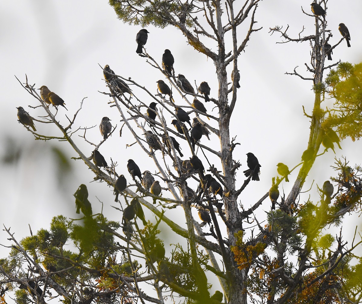 European Starling - ML645716217