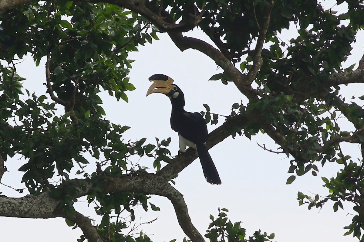 Cálao Coronado - ML645716220