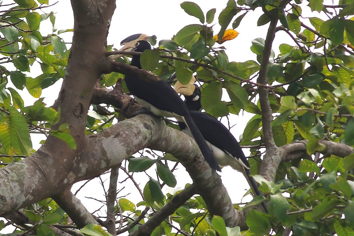 Cálao Coronado - ML645716221