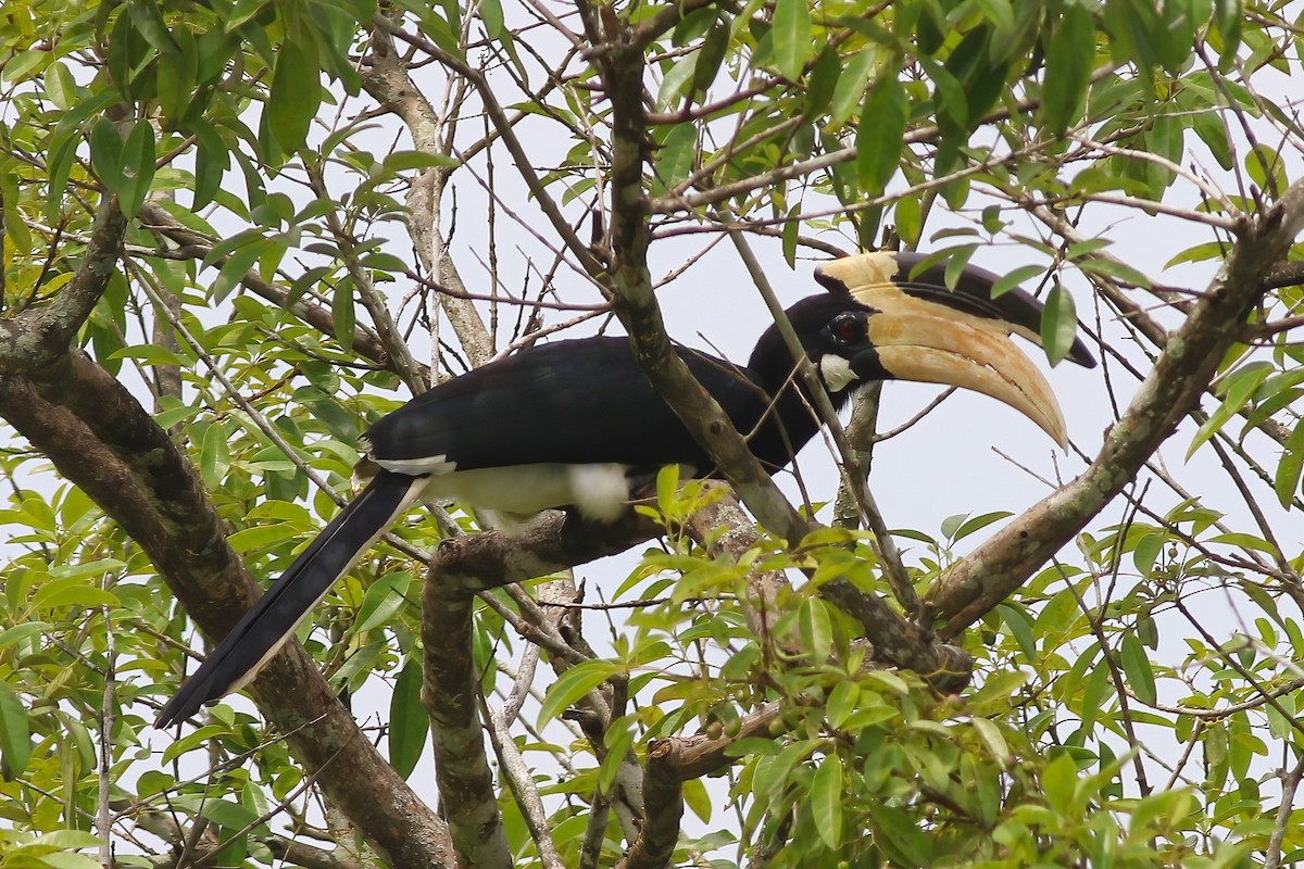 Cálao Coronado - ML645716222