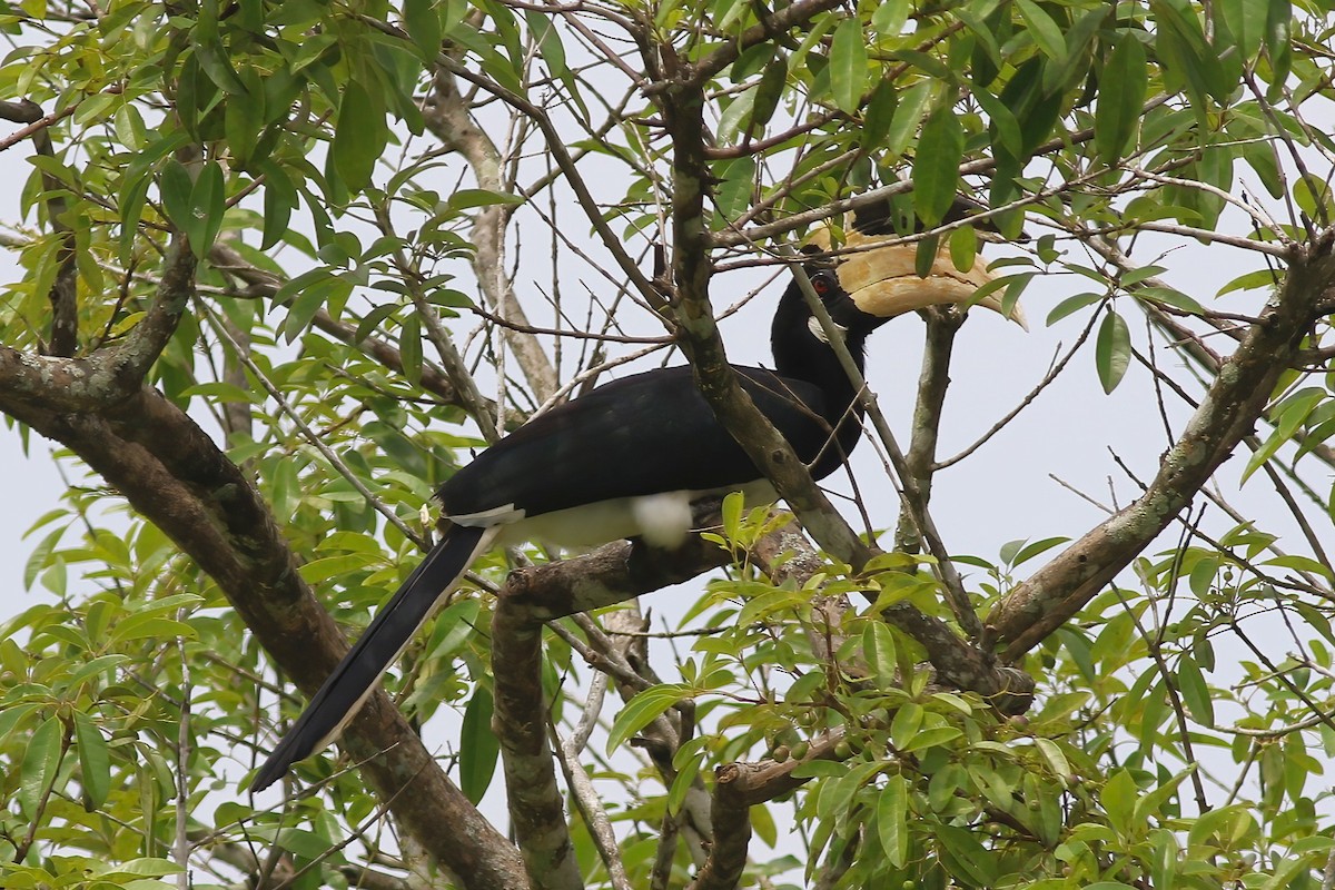 Cálao Coronado - ML645716223