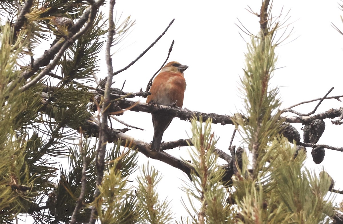 Шишкар ідагоський - ML645716230