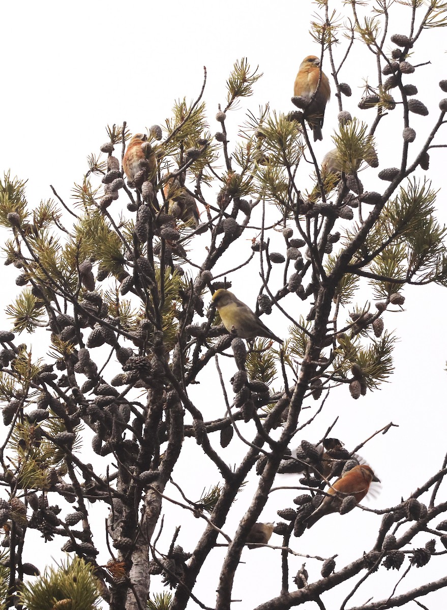 Шишкар ідагоський - ML645716236