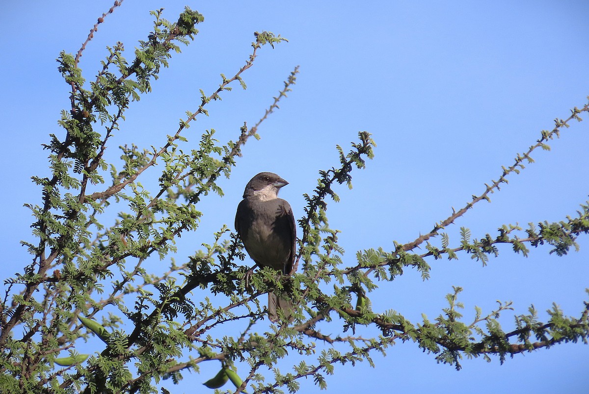 Diucaammertangare - ML645716237