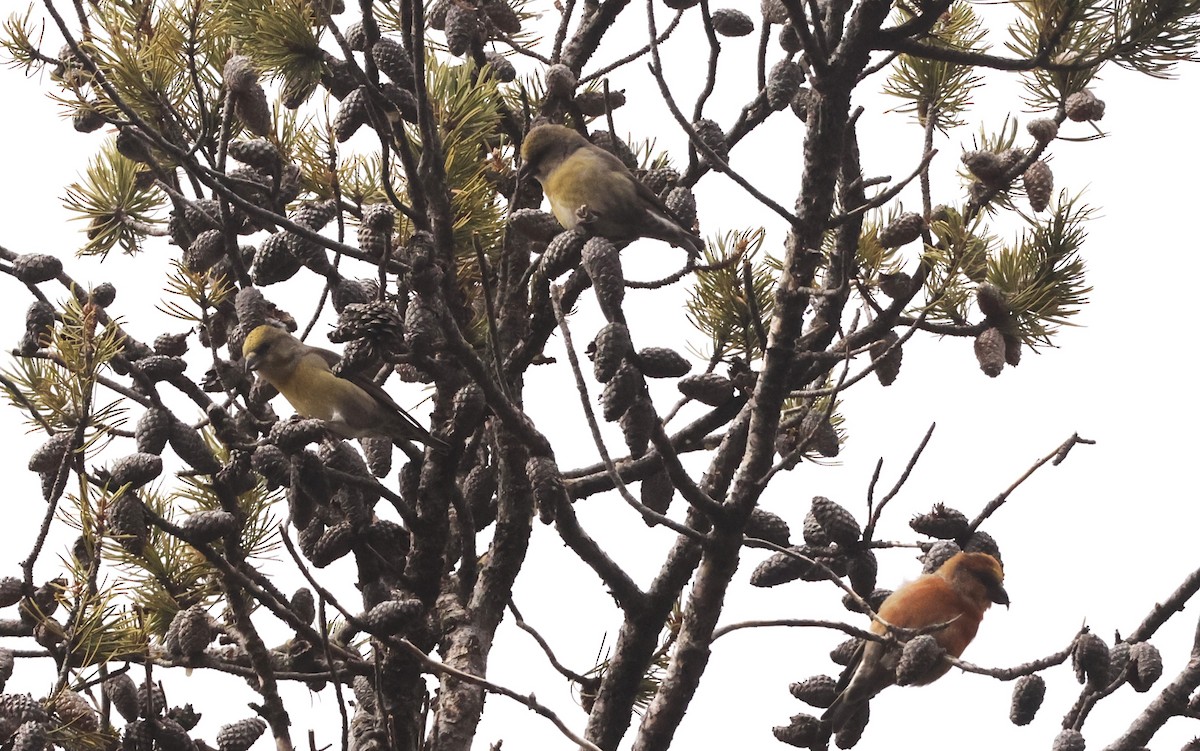 Шишкар ідагоський - ML645716243