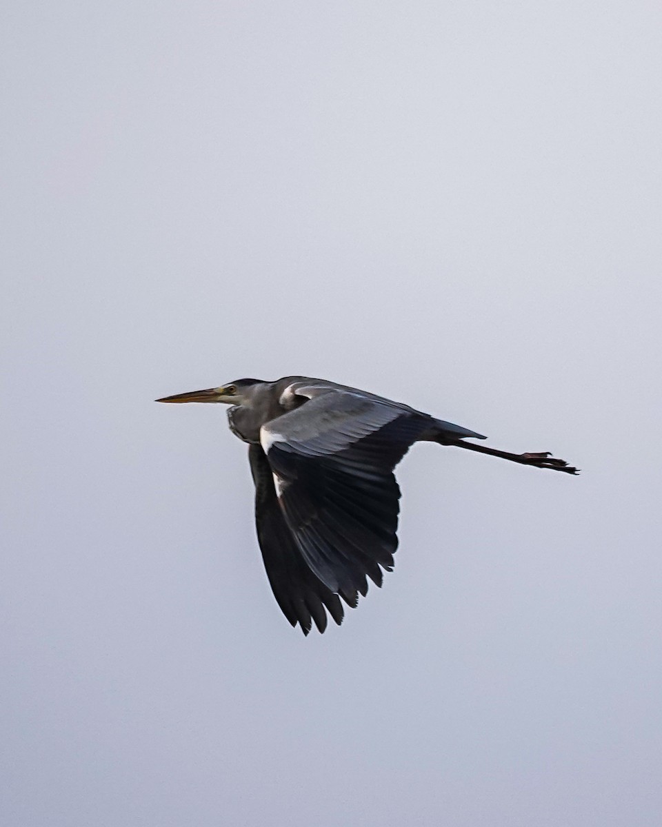 Gray Heron - ML645716247