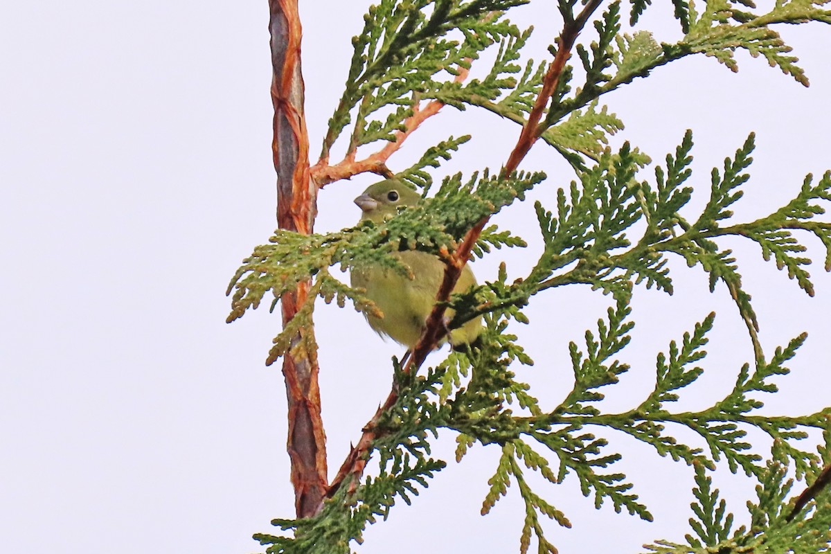 papežík zelenohřbetý - ML645716248