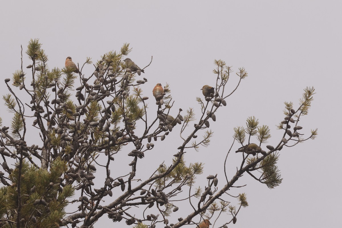 Шишкар ідагоський - ML645716250