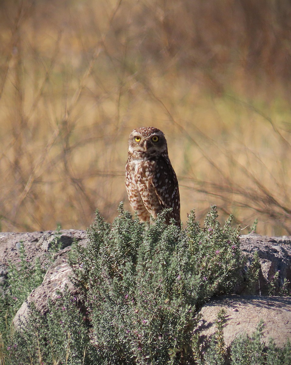 Kaninchenkauz - ML645716255