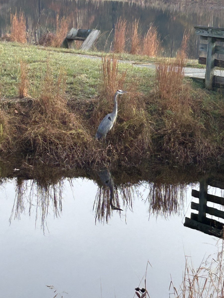 Great Blue Heron (Great Blue) - ML645716264