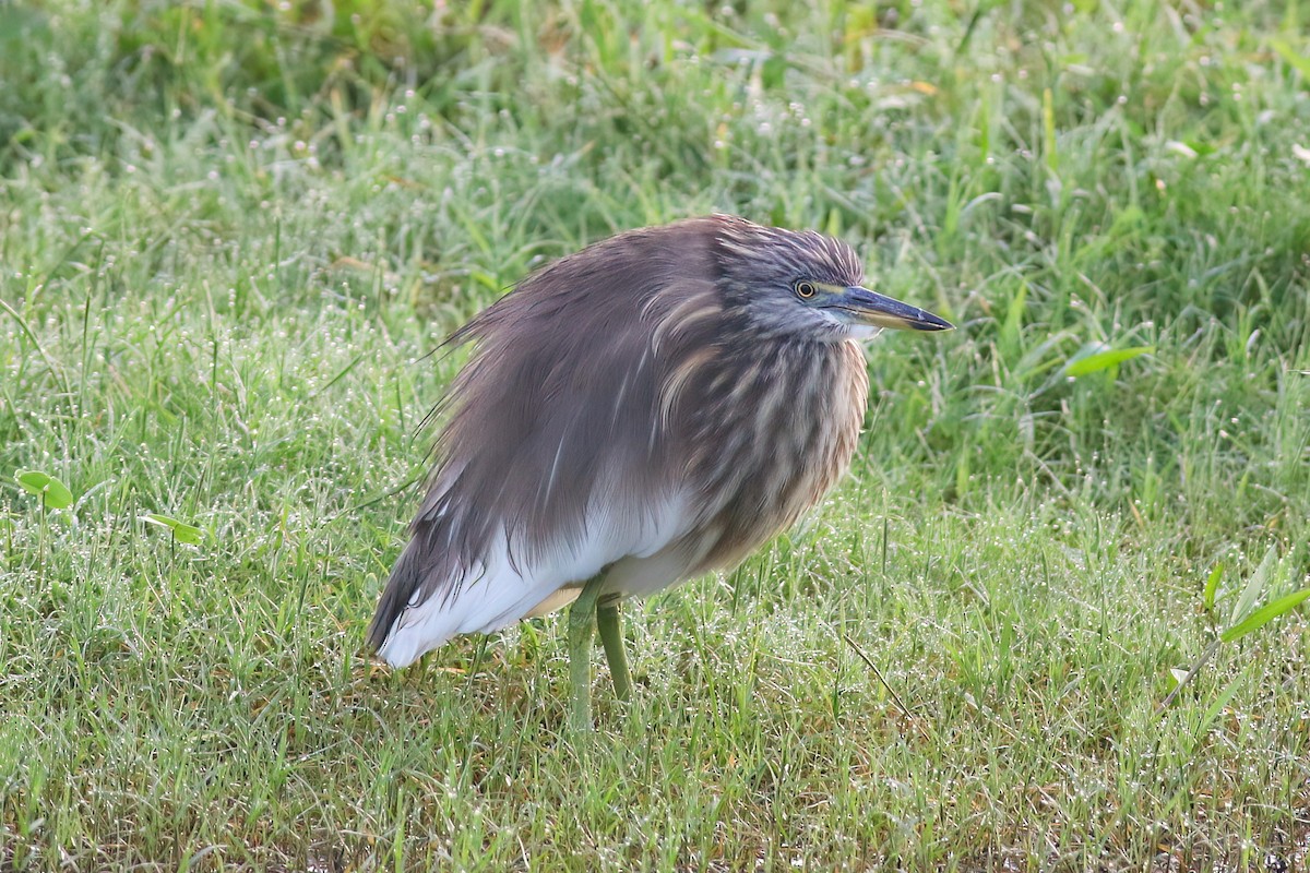 Indian Pond-Heron - ML645716292