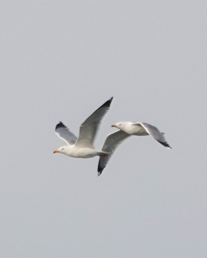 Yellow-legged Gull - ML645716296