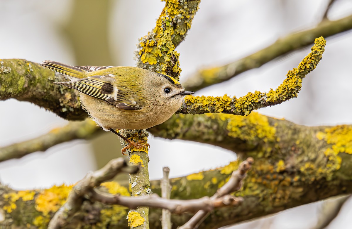 戴菊鳥 - ML645716298