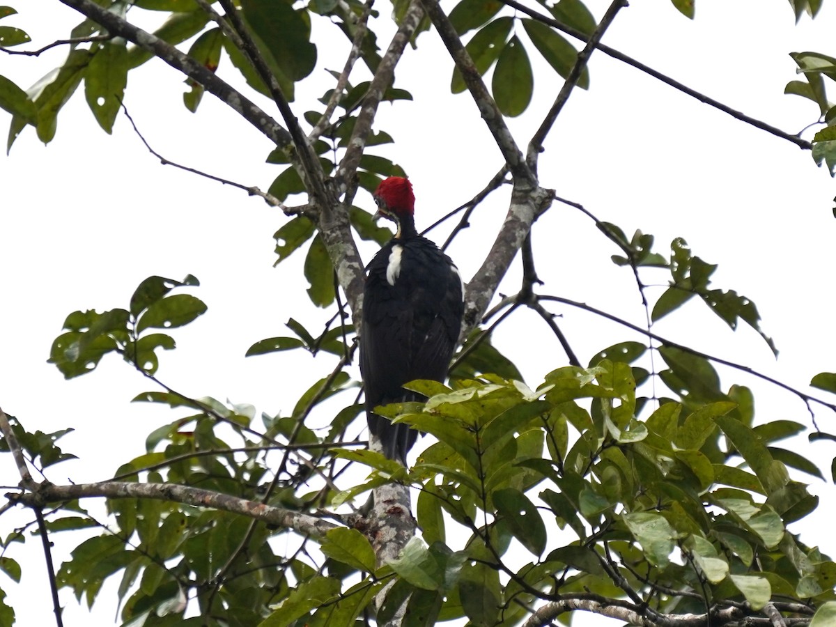 Crimson-crested Woodpecker - ML645716301