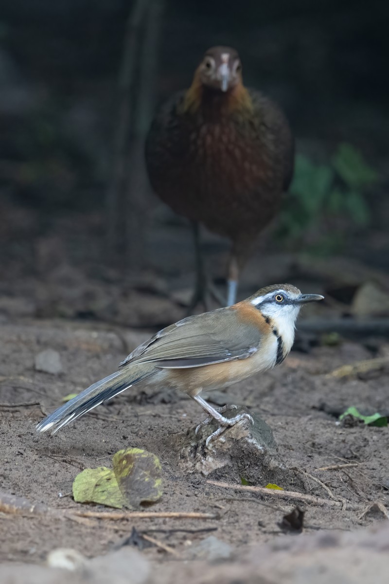 Lesser Necklaced Laughingthrush - ML645716325